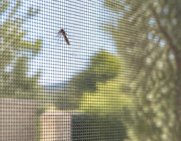 Mosquito detenido por la malla de un mosquitero